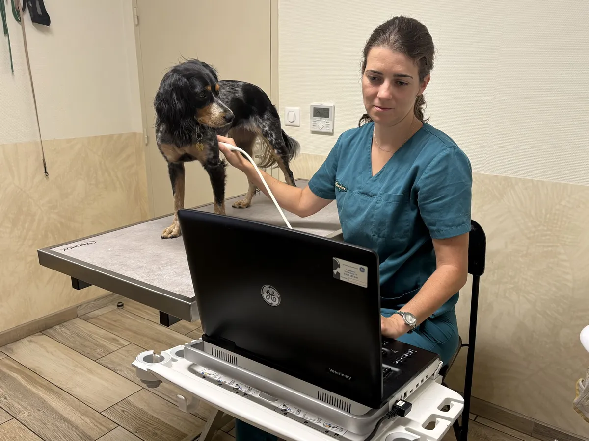 Échographie cardiaque d’un chien : le Dr Maupeu examine Kimé, debout sur la table d’examen