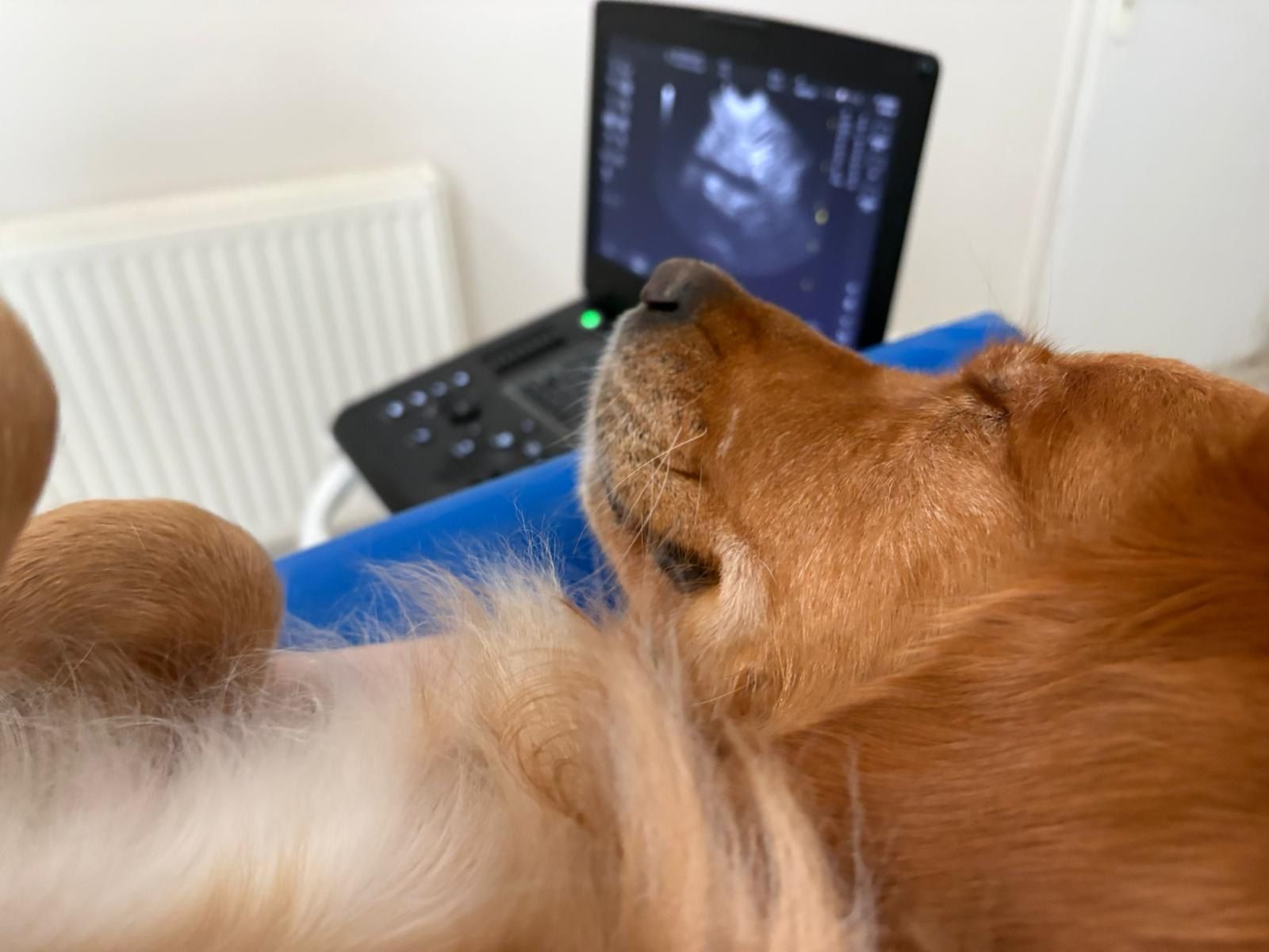 Ellie, chienne golden retriever, allongée pendant son échographie, l’écran de l’échographe en arrière-plan