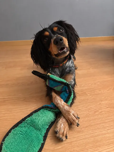 Kimé, chienne épagneule noire et feu, allongée avec son jouet, la tête penchée